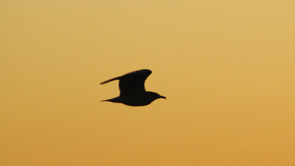 The Albatross In My Pocket